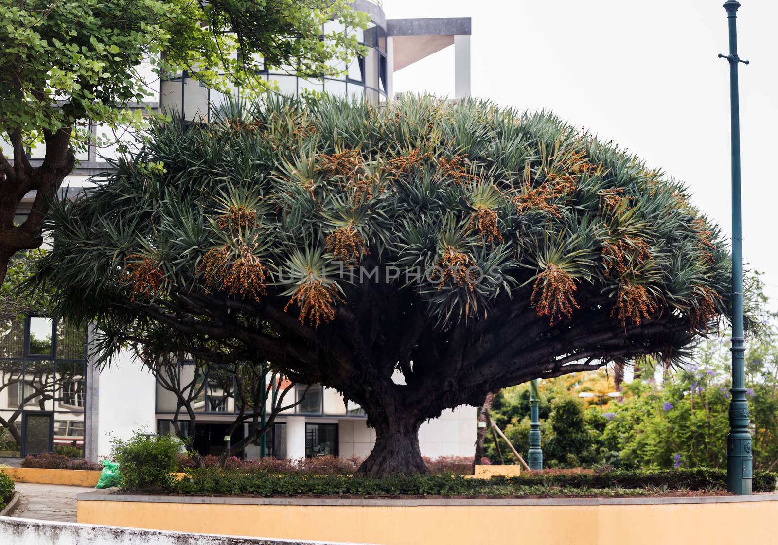 View of a large Dracaena draco tree in Madeira island.