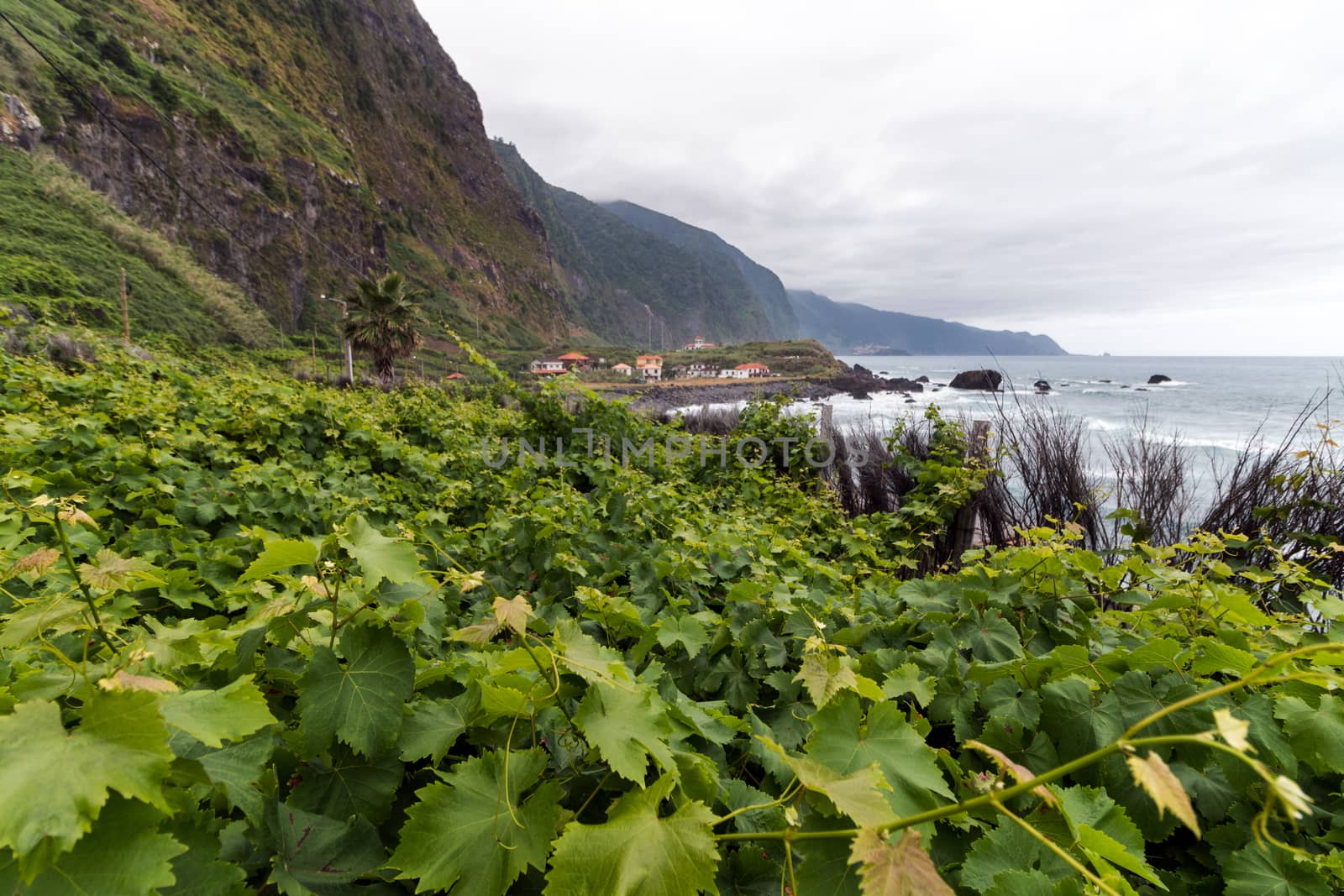 View of a vineyard plantations in madeira island.