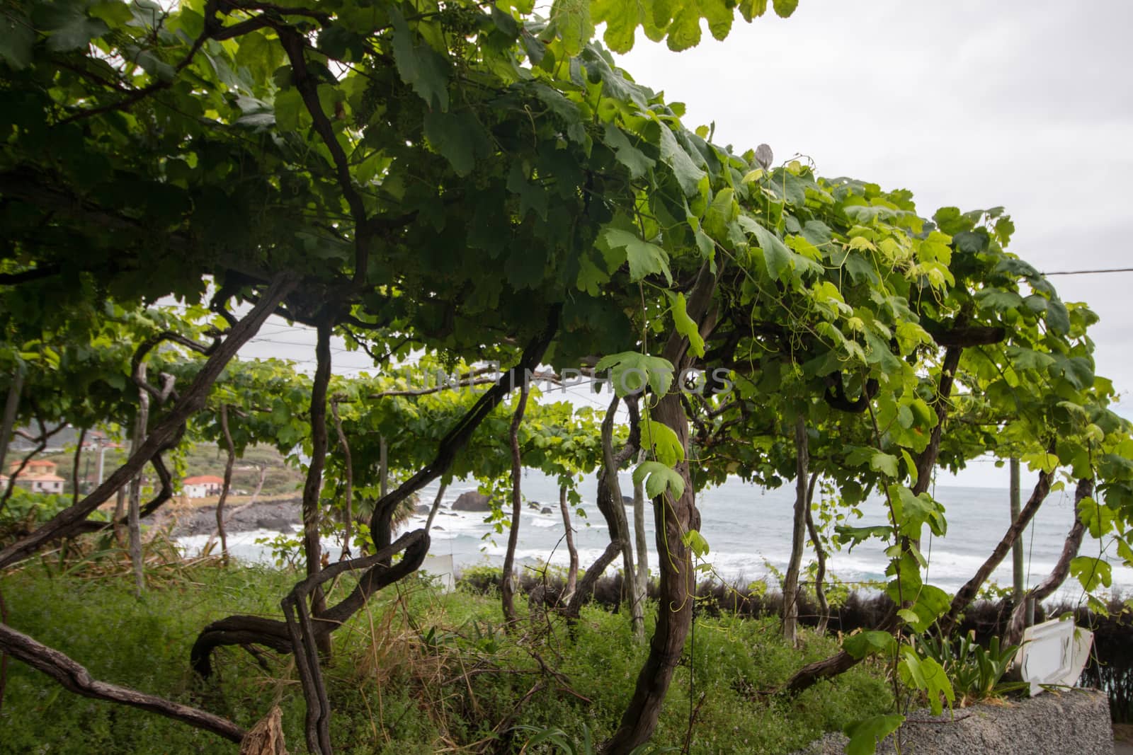 View of a vineyard plantations in madeira island.