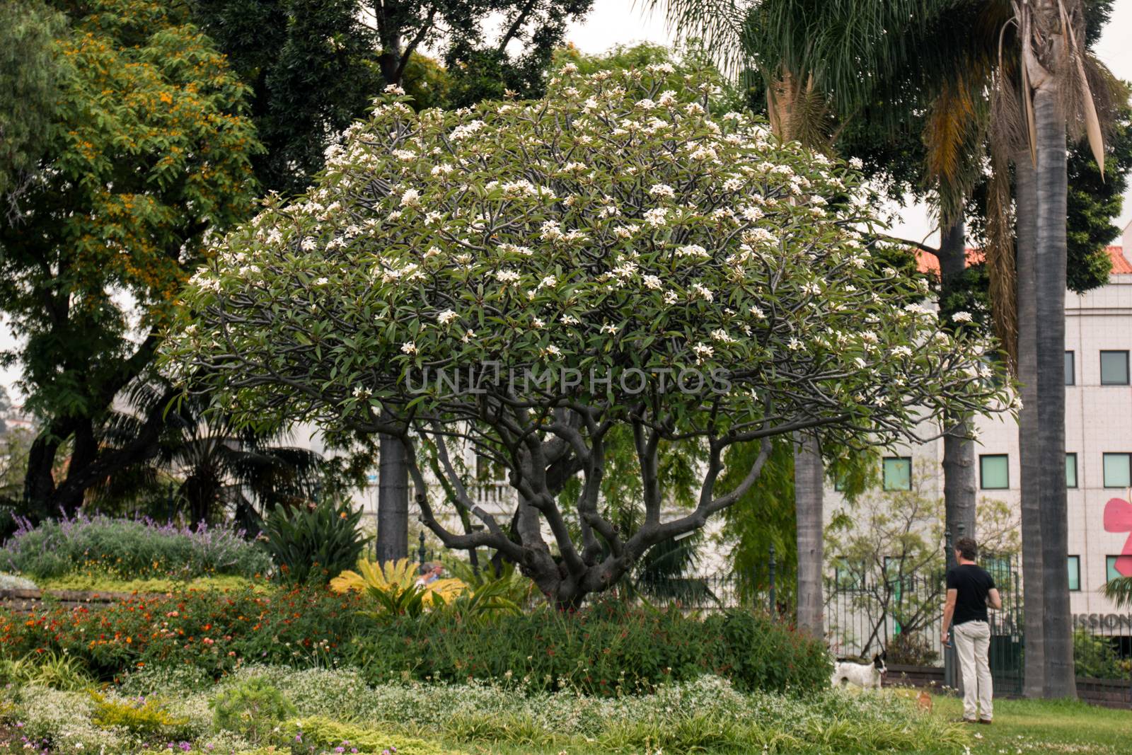 Urban park Santa Catarina, located in Funchal city, Madeira island, Portugal.