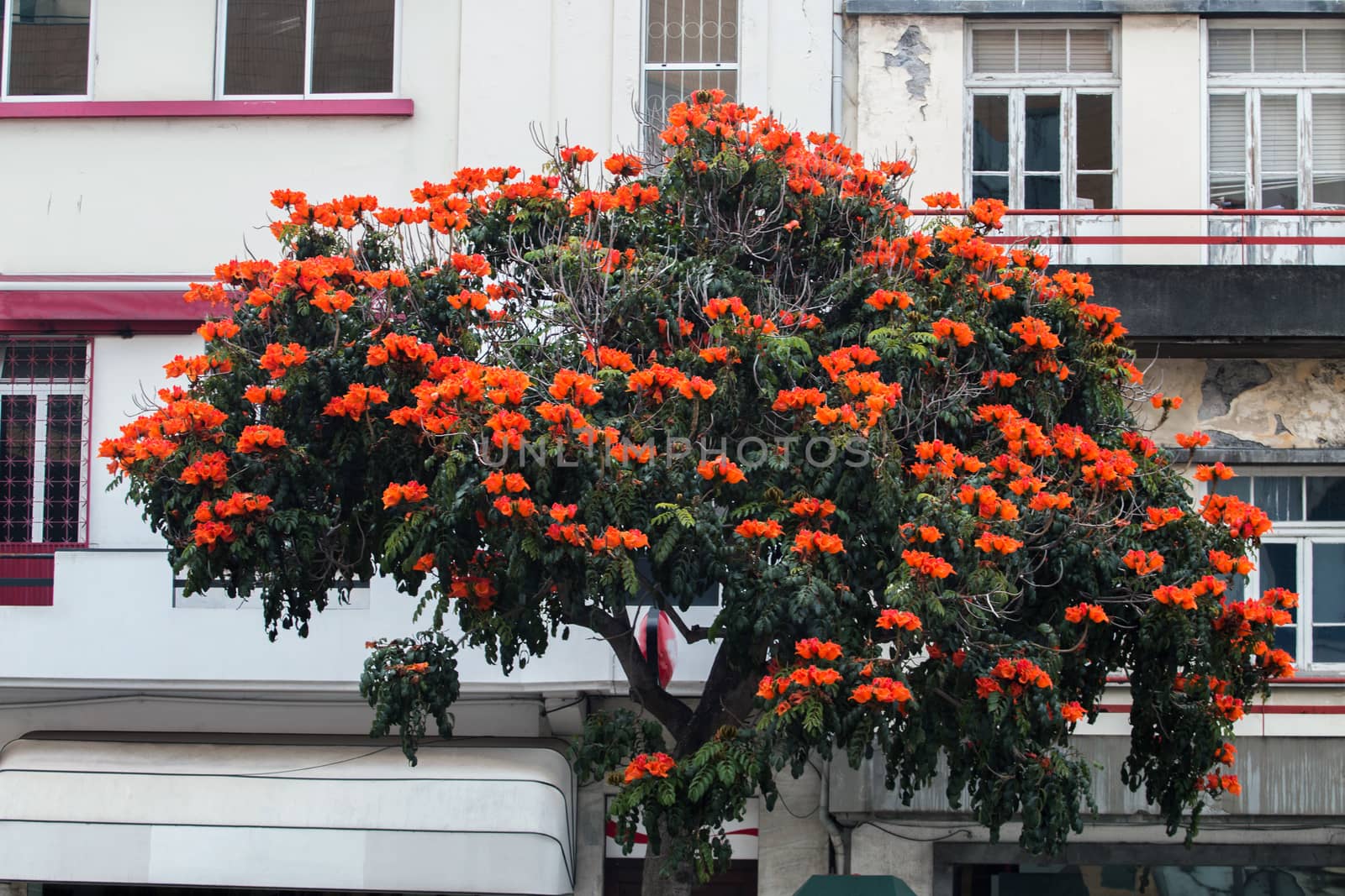 View of the beaufitul African Tulip tree (Spathodea campanulata).