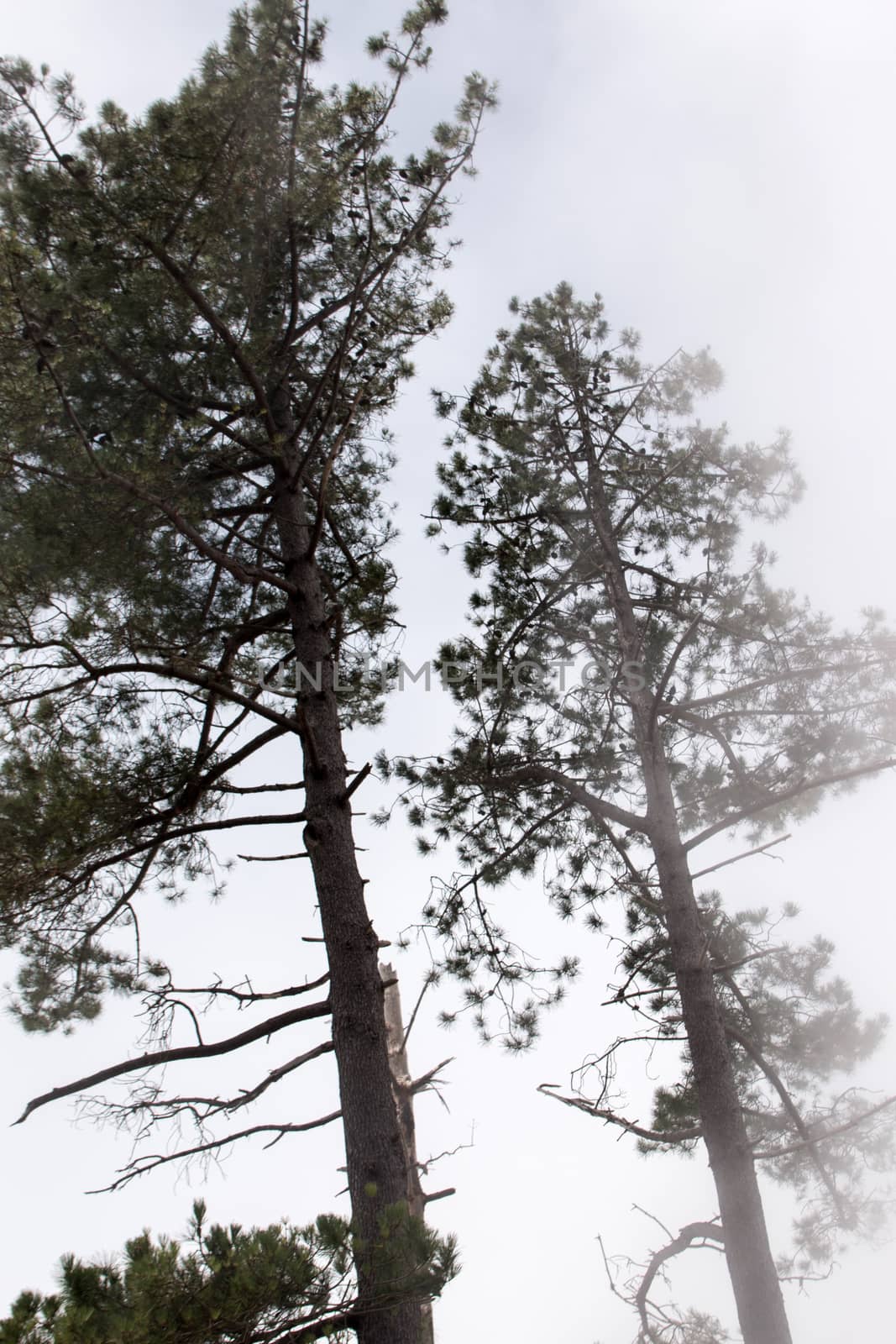 View of Pine trees in the morning fog.
