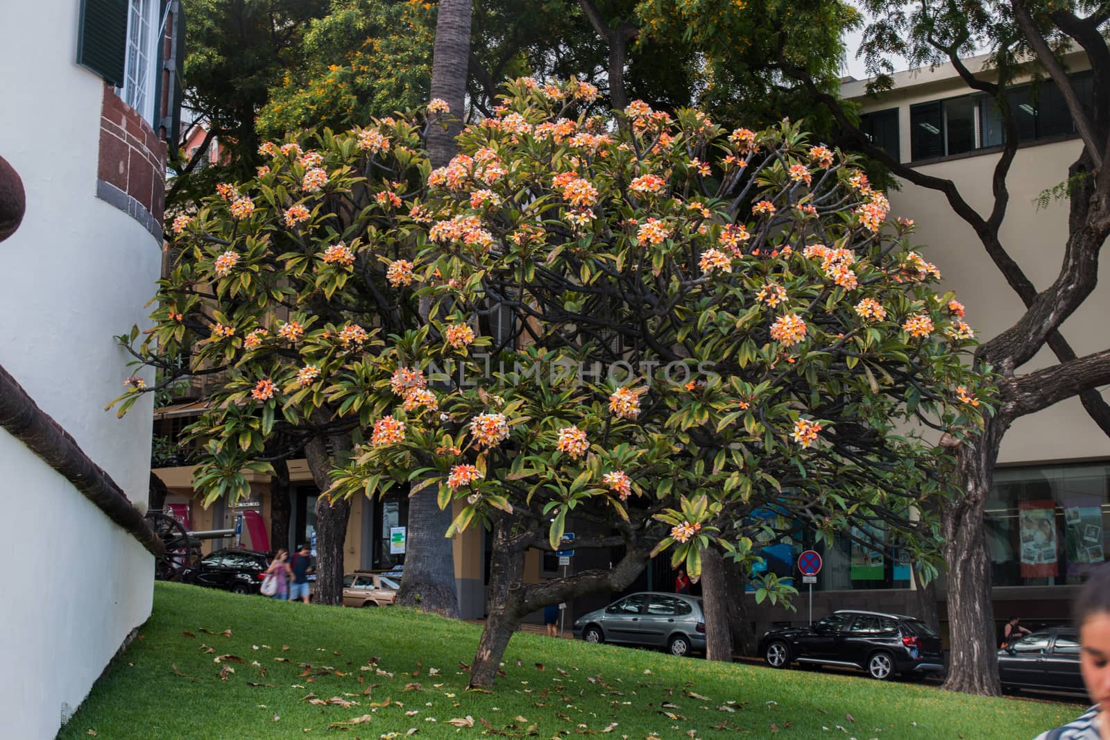 View of the beautiful Plumeria rubra tree in a park.