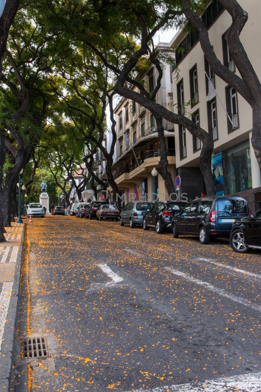 View of the Typical street of Funchal city, Madeira island.