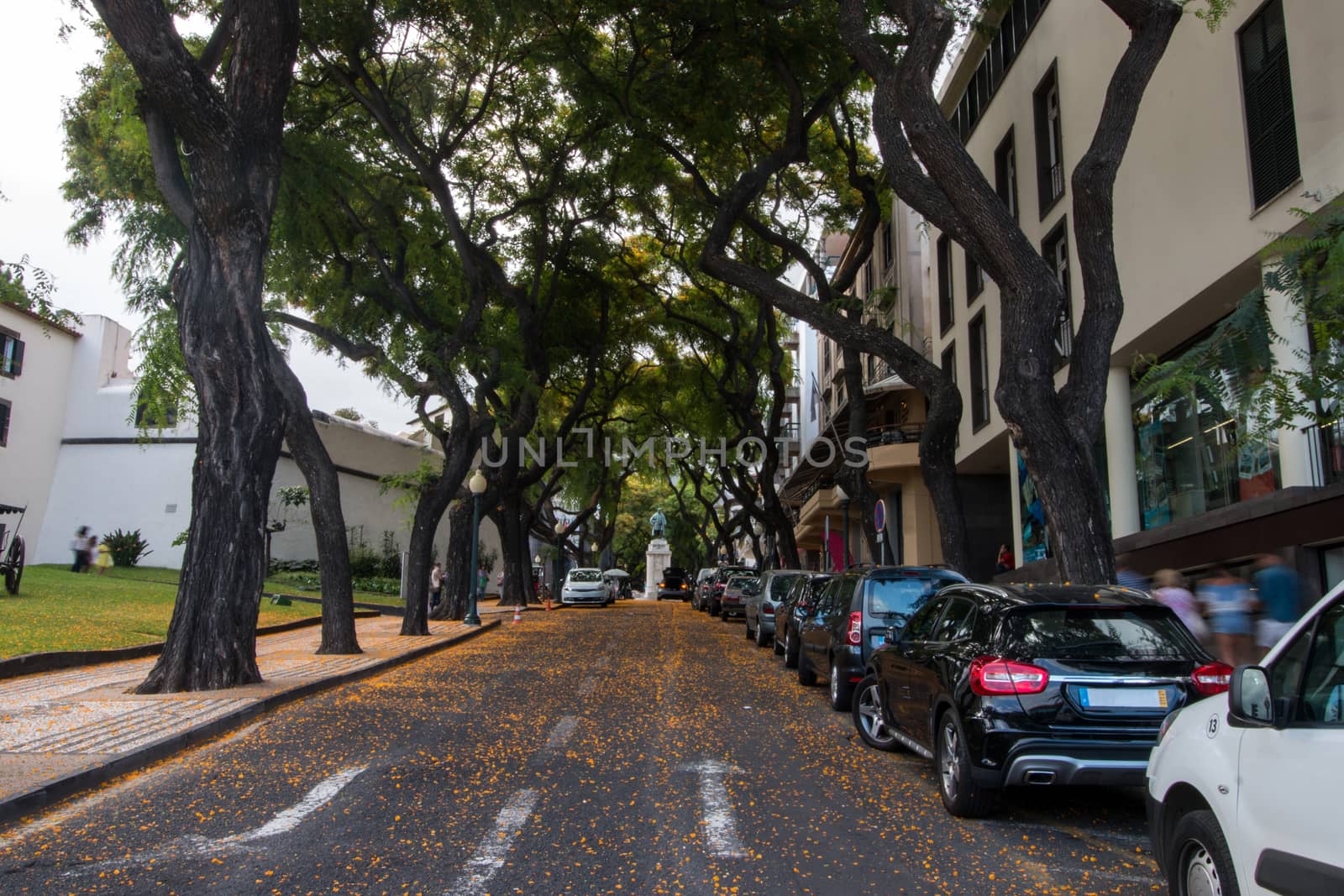View of the Typical street of Funchal city, Madeira island.