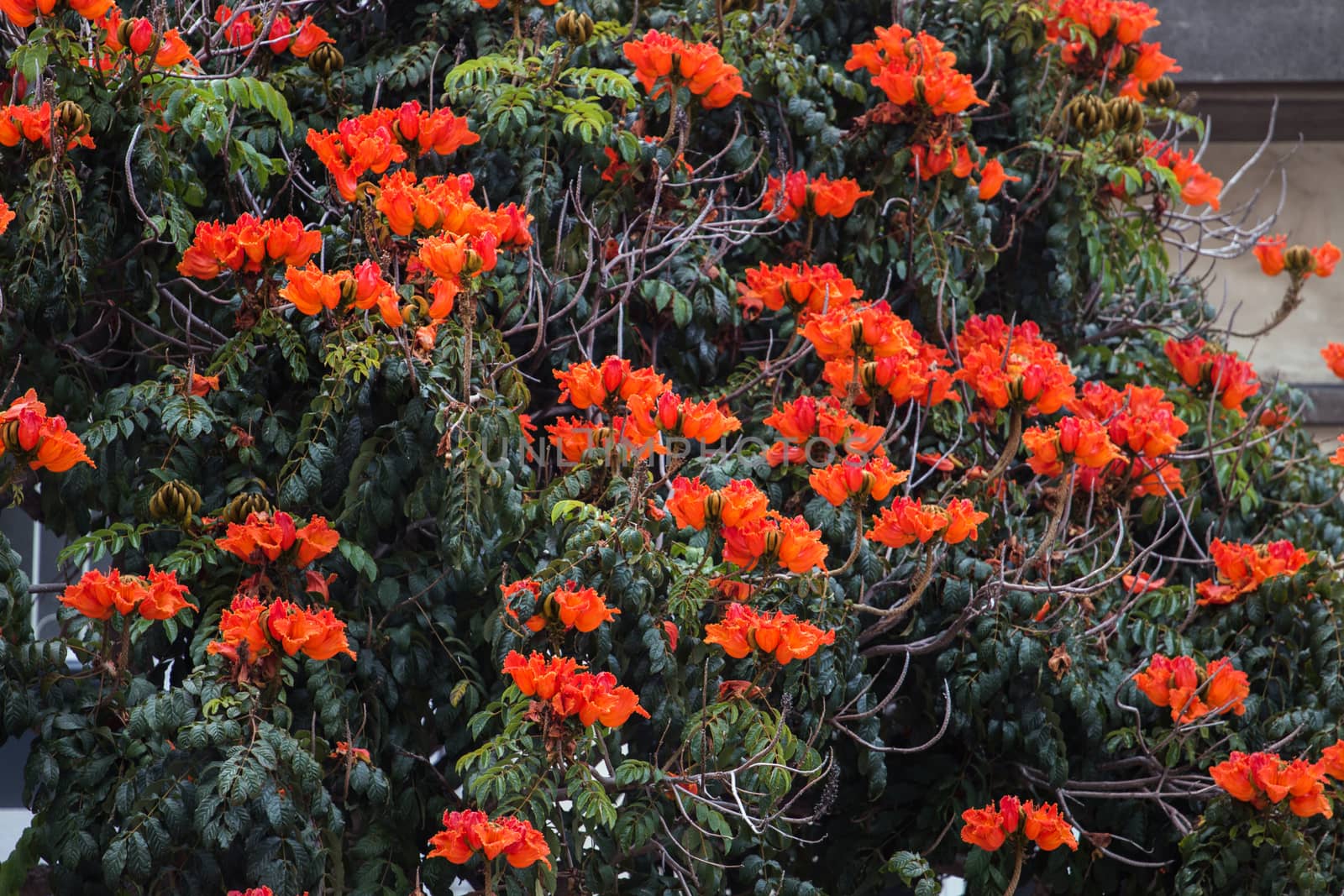View of the beaufitul African Tulip tree (Spathodea campanulata).