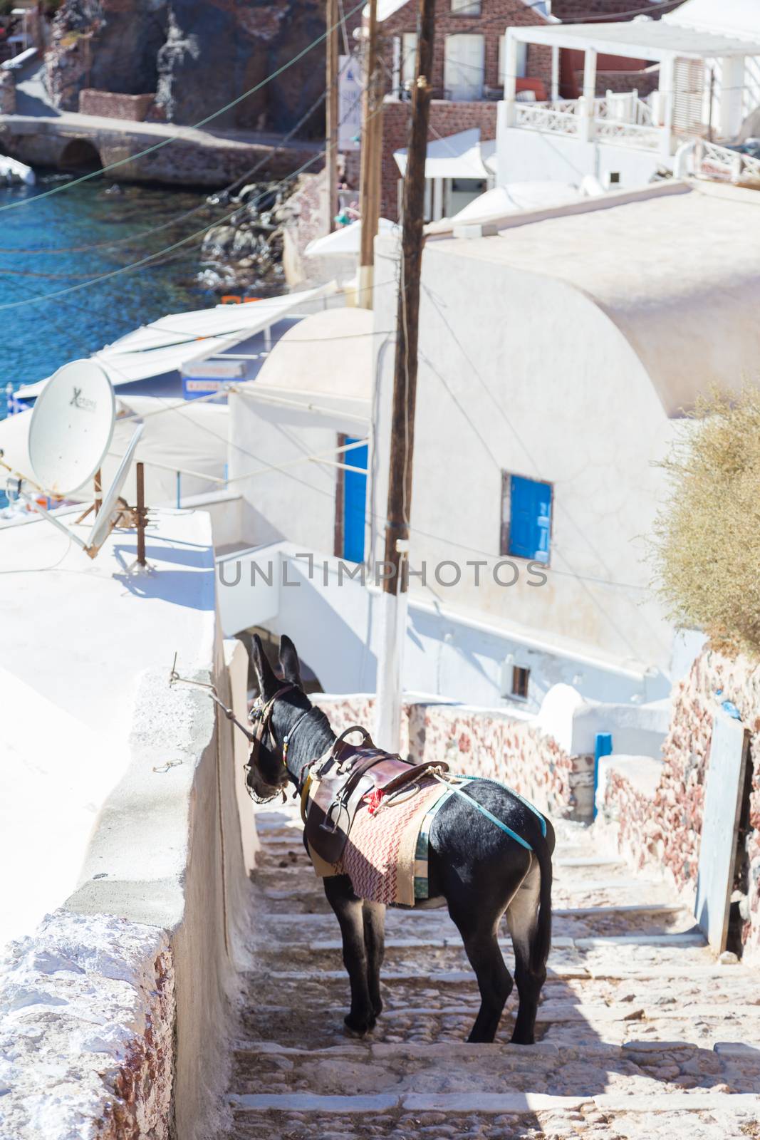 Donkeys or mule that works as tourist taxis on the island of Santorini, Cyclades, Greece.