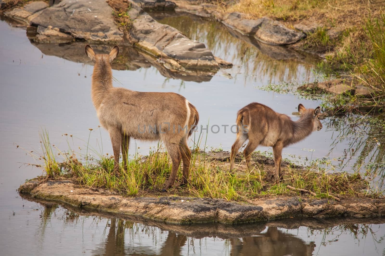 Waterbuck (Kobus ellipsiprymnus) on a small river island in Kruger National Park. South Africa