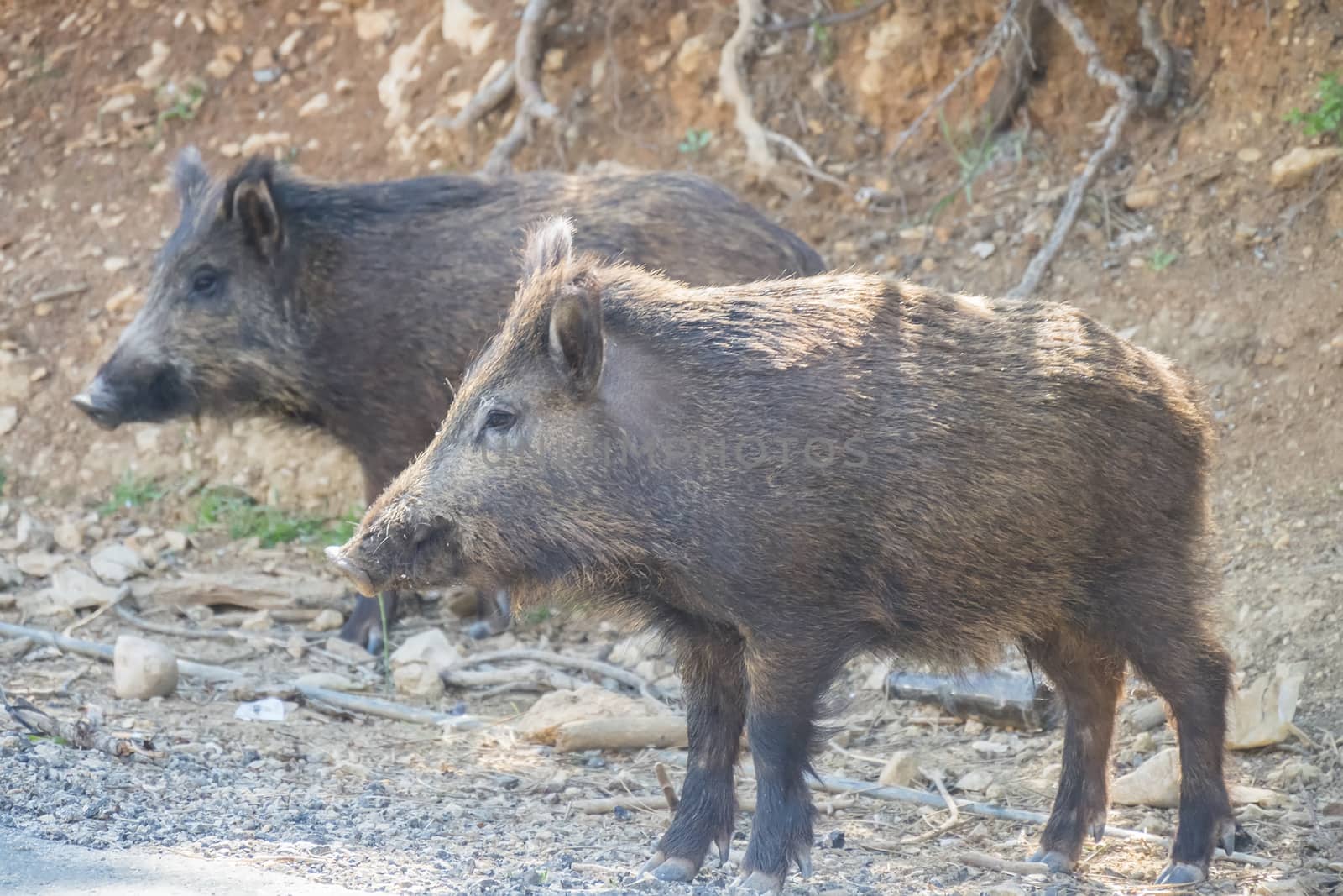 Wild boar in the forest, Cazorla, Jaen, Spain