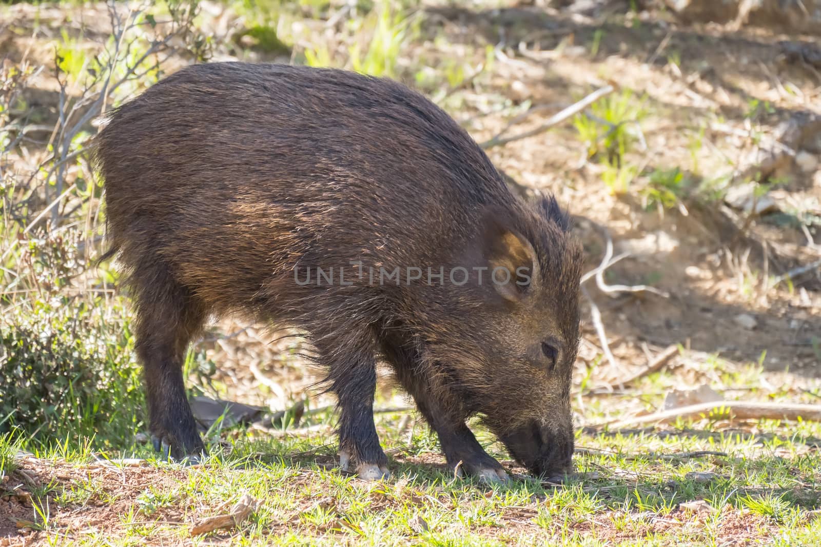 Wild boar in the forest, Cazorla, Jaen, Spain by max8xam