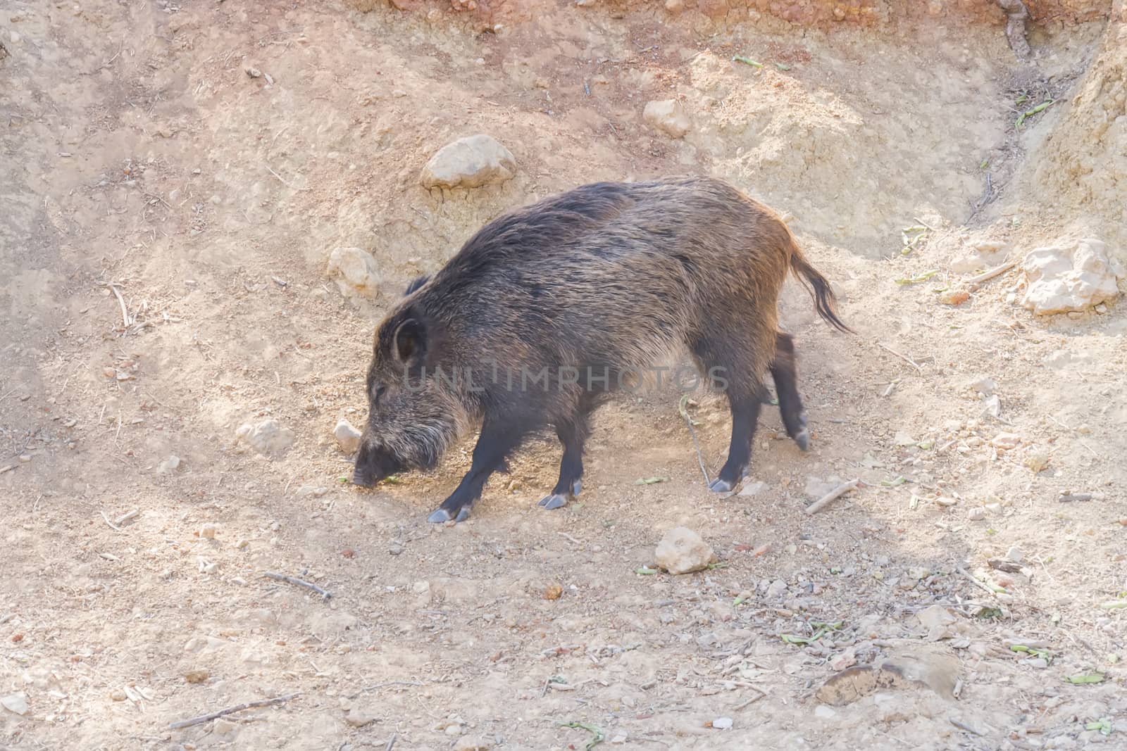Wild boar in the forest, Cazorla, Jaen, Spain by max8xam