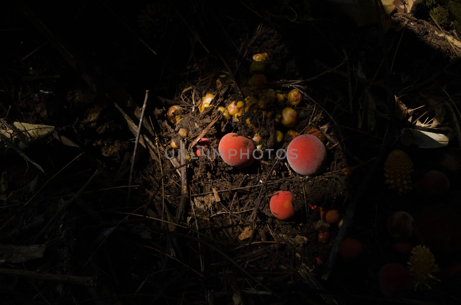 Balanophoraceae are a subtropical to tropical family of obligate parasitic flowering plants and are normally found in moist inland forests growing on tree roots