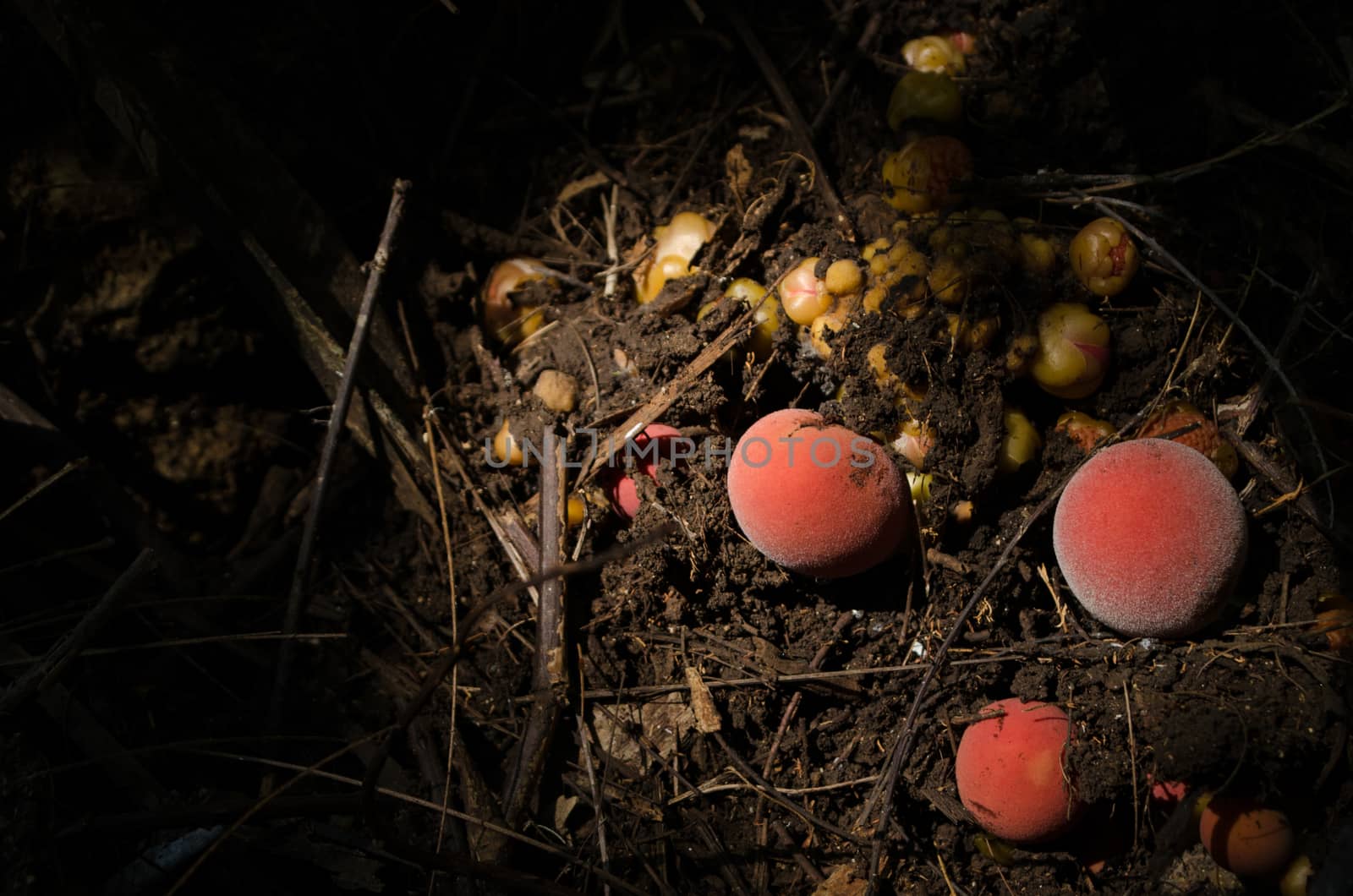 Balanophoraceae are a subtropical to tropical family of obligate parasitic flowering plants and are normally found in moist inland forests growing on tree roots