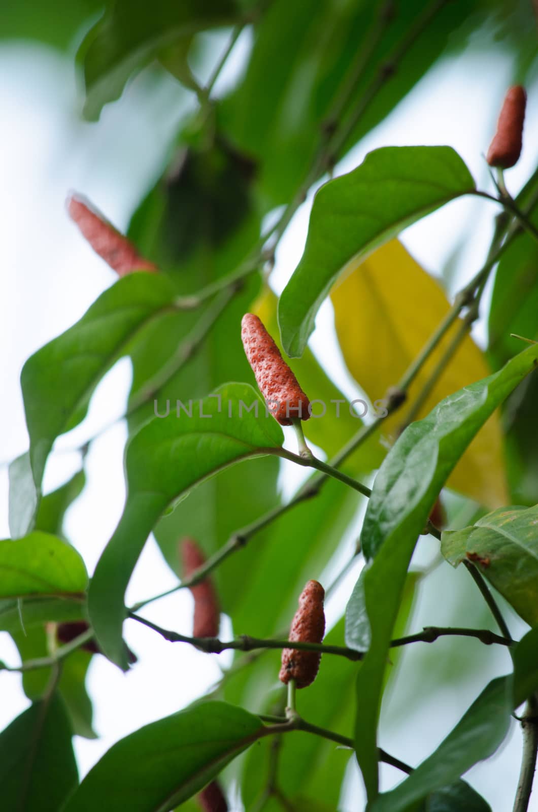 it is fruit, which is usually dried and used as a spice and seasoning.