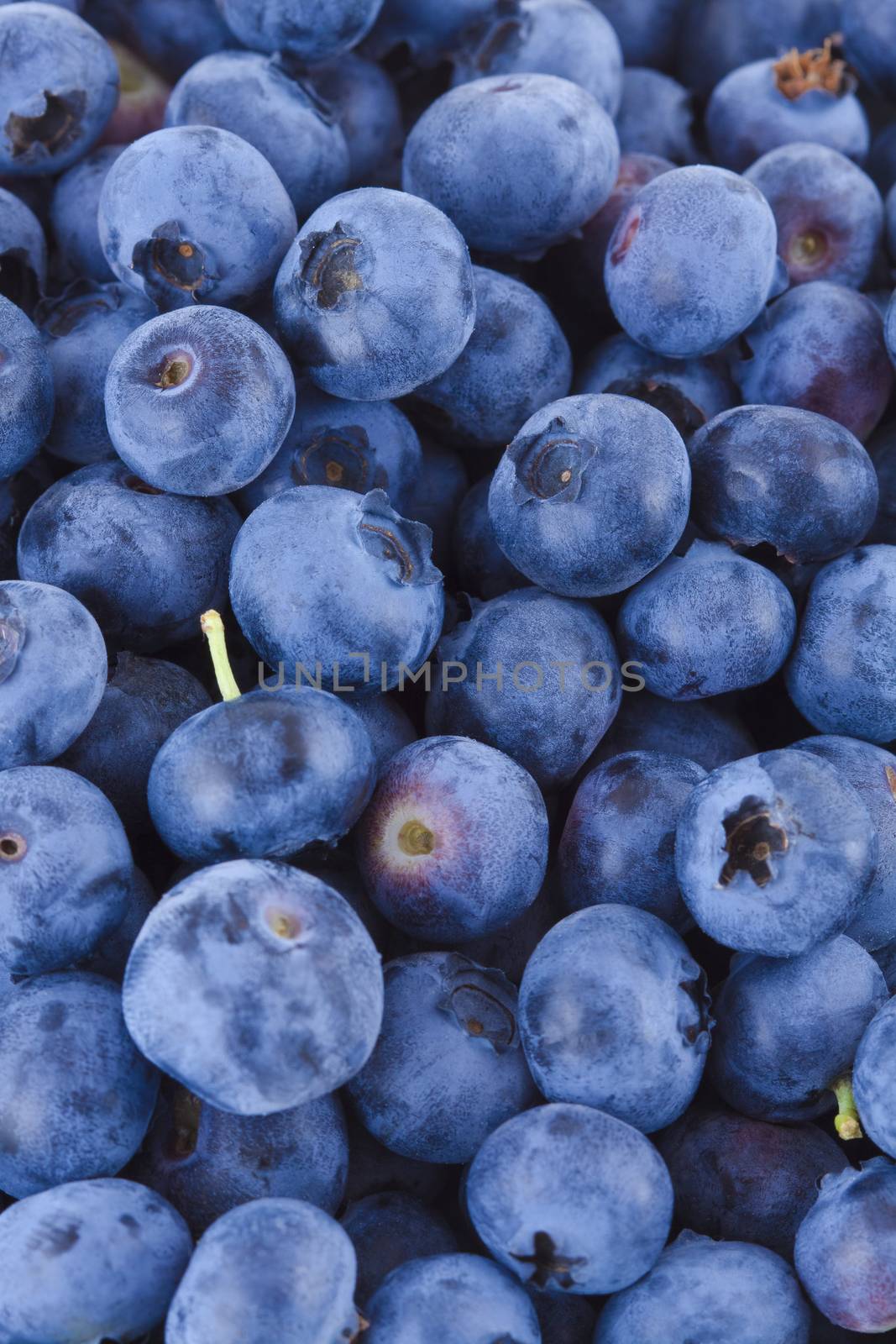 Blueberries background by Gbuglok