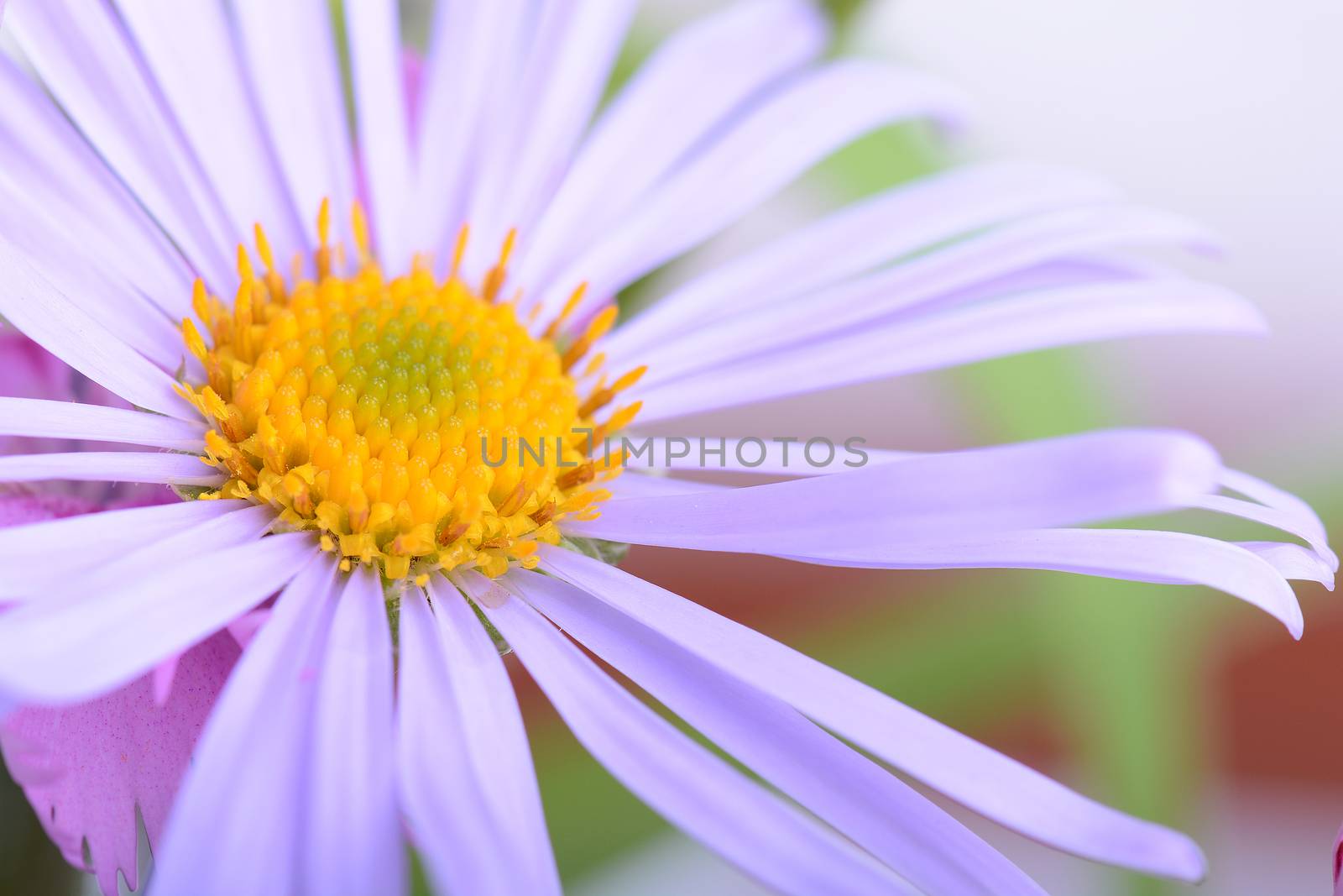Spring or summe Camomile flower close up