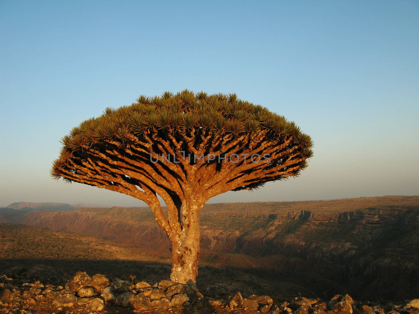 Dragon tree, endemic plant of Socotra island, Yemen