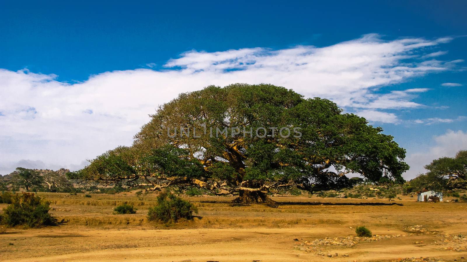 The Heroic Ficus Daaro Sycamore at Segheneyti, symbol of Eritrea