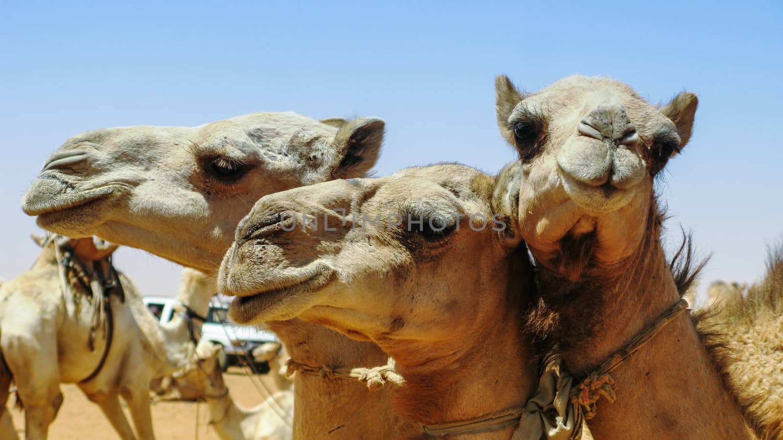 Camels in the camel market in Omdurman Sudan by homocosmicos