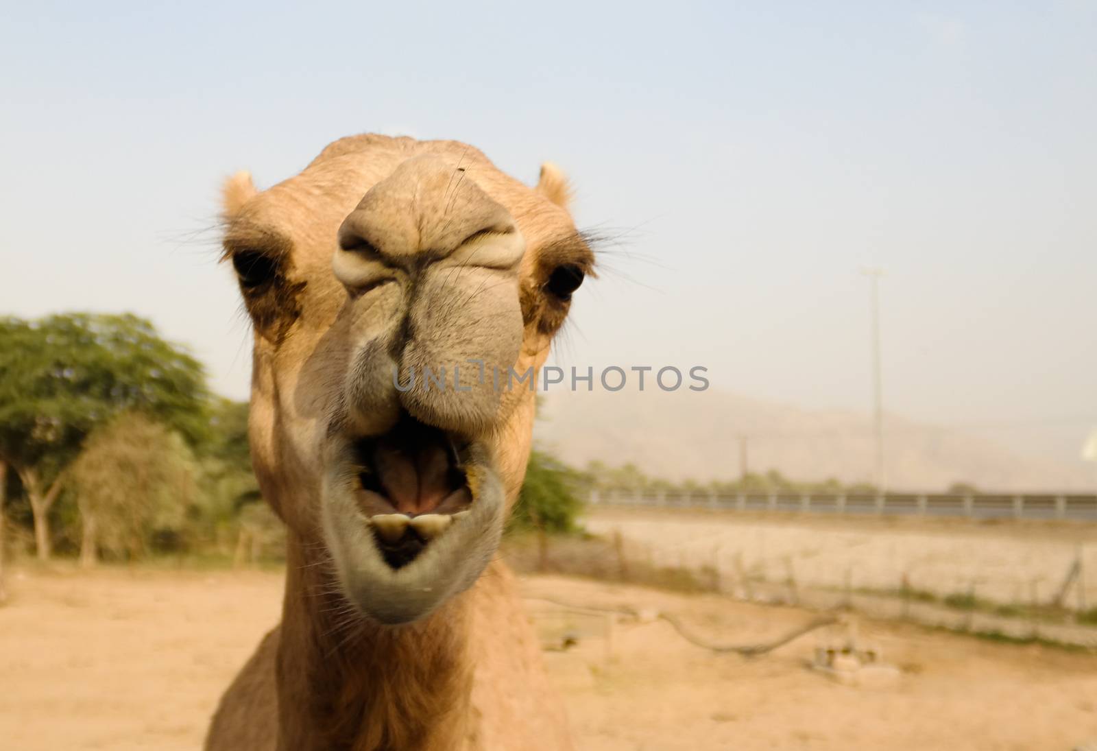 Portrait of funny camel head in Sharjah, UAE