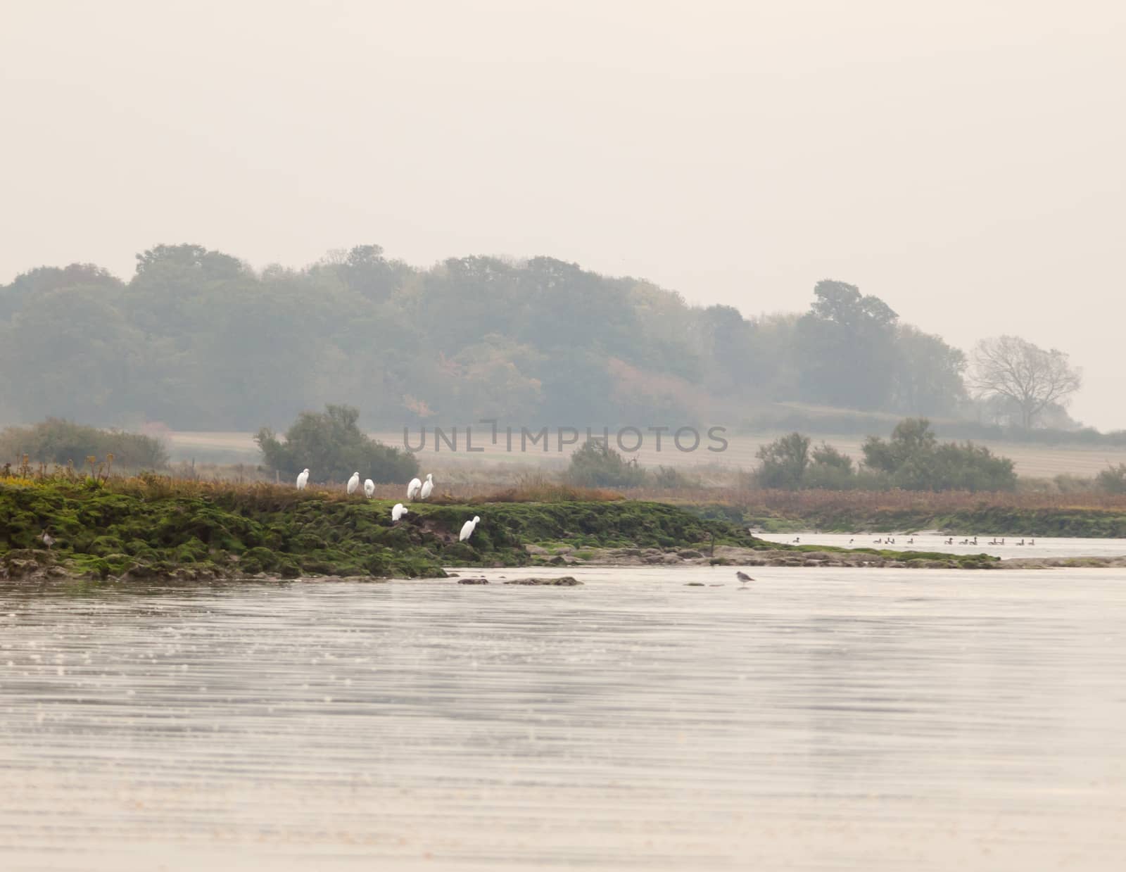 seven beautiful small egrets on coastal rock formation ocean sid by callumrc