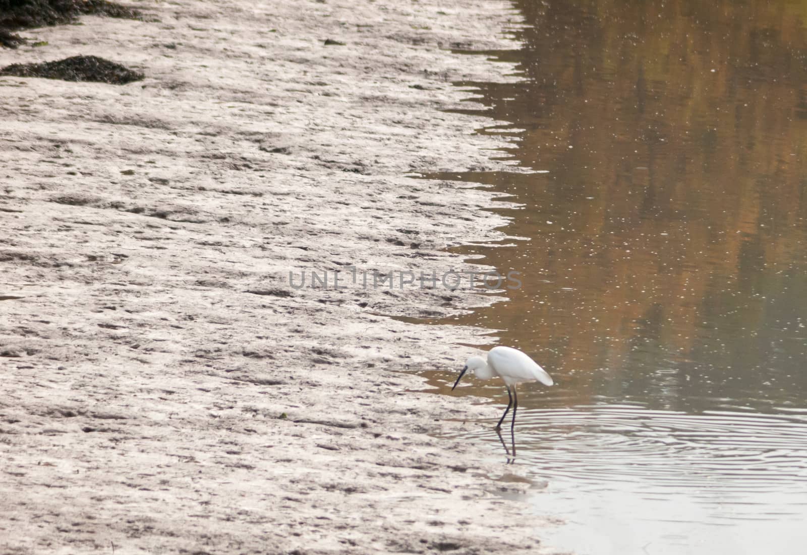 small white egret from side in shallow water mud bank; essex; england; uk