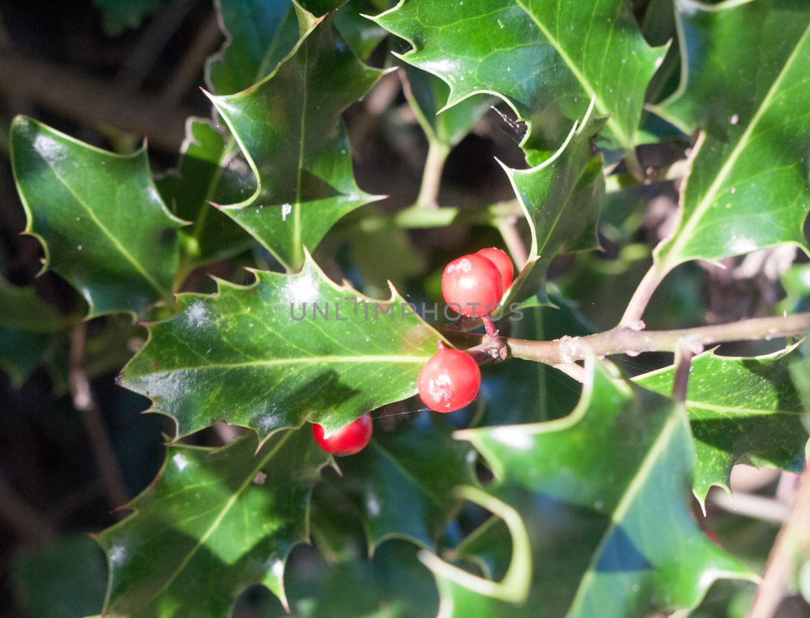 beautiful close up red holly berries with evergreen leaves; essex; england; uk