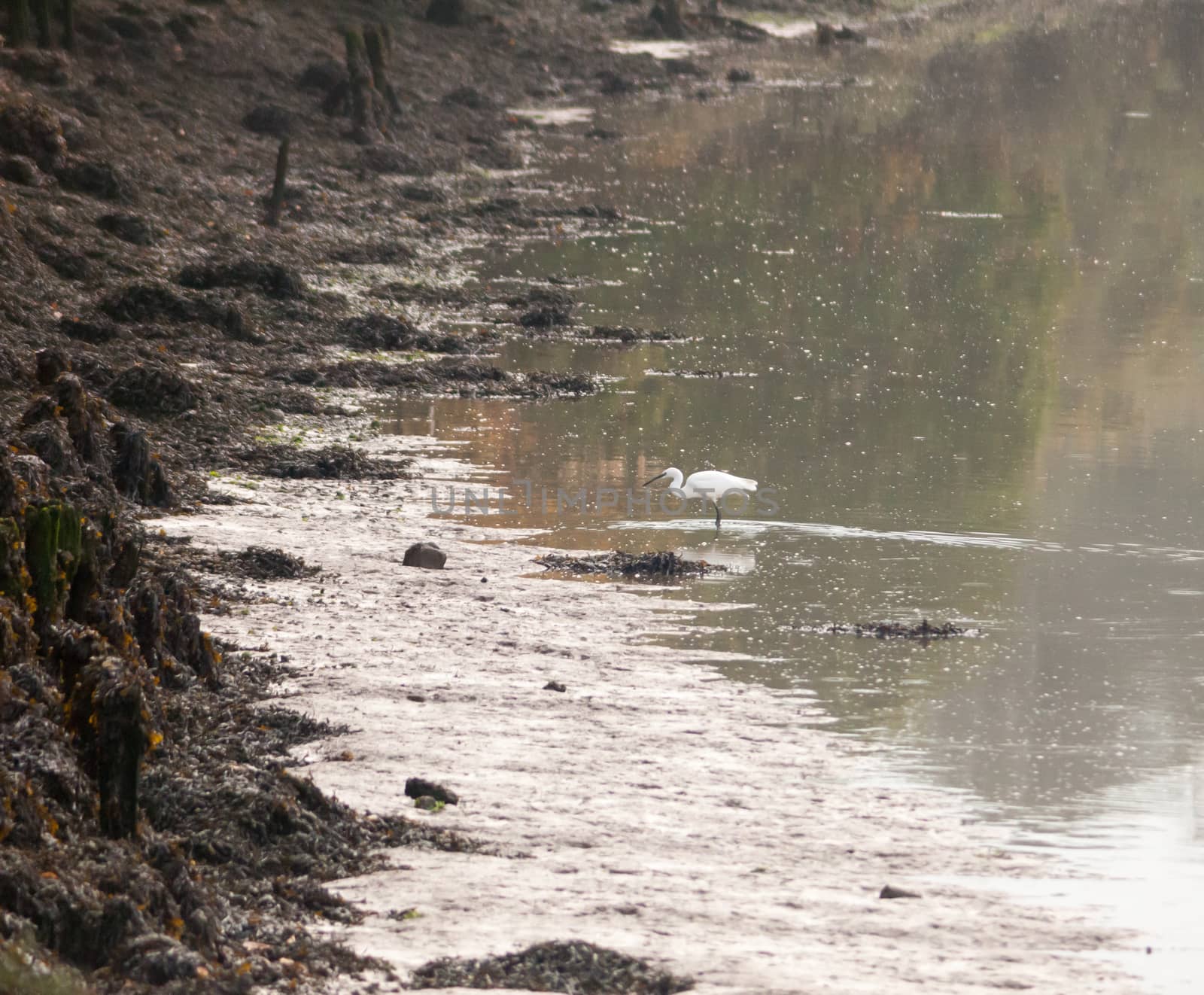 small white egret from side in shallow water mud bank; essex; england; uk