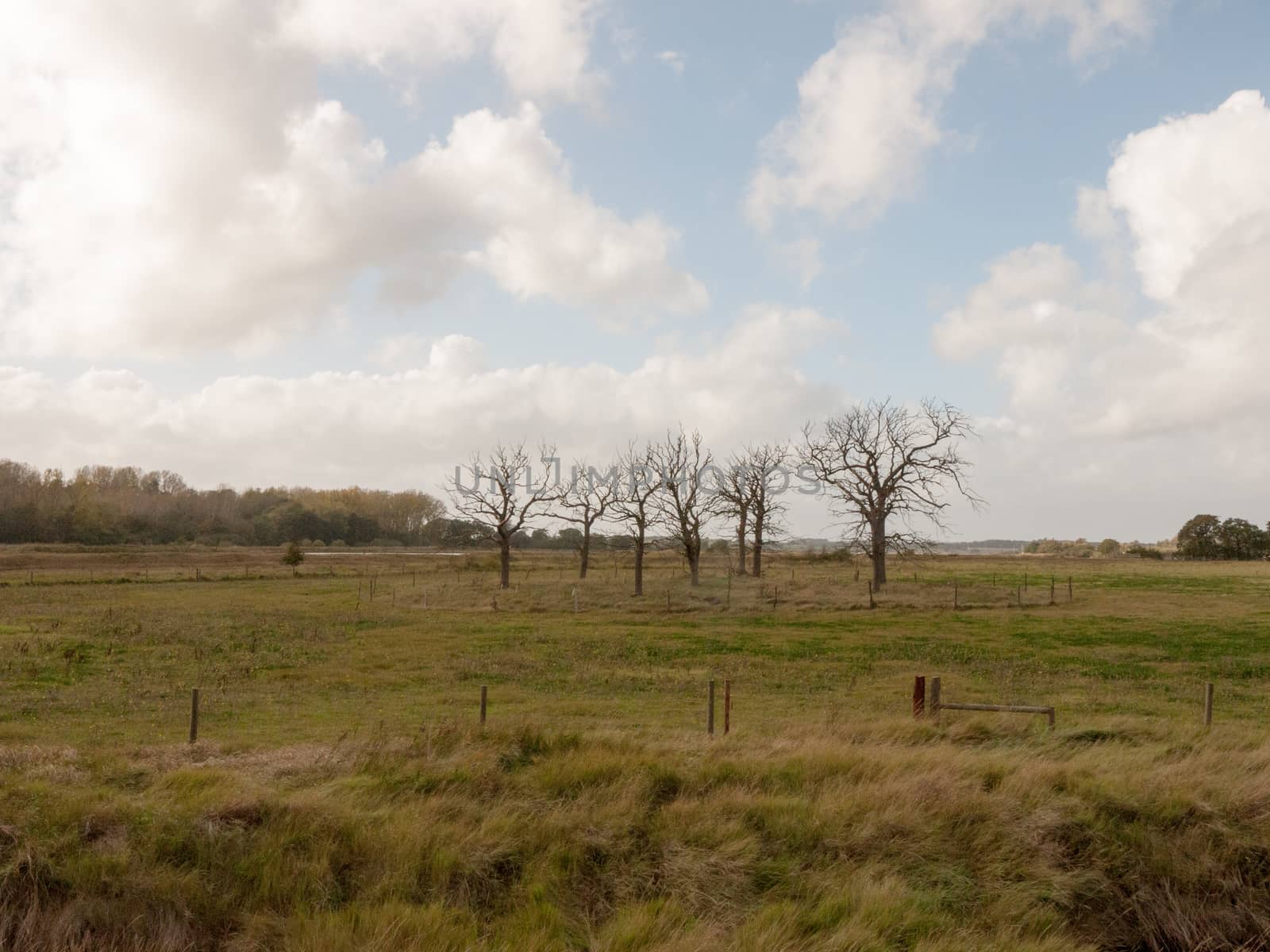 beautiful bare tree standing structures branches reaching out in country side field; essex; england; uk