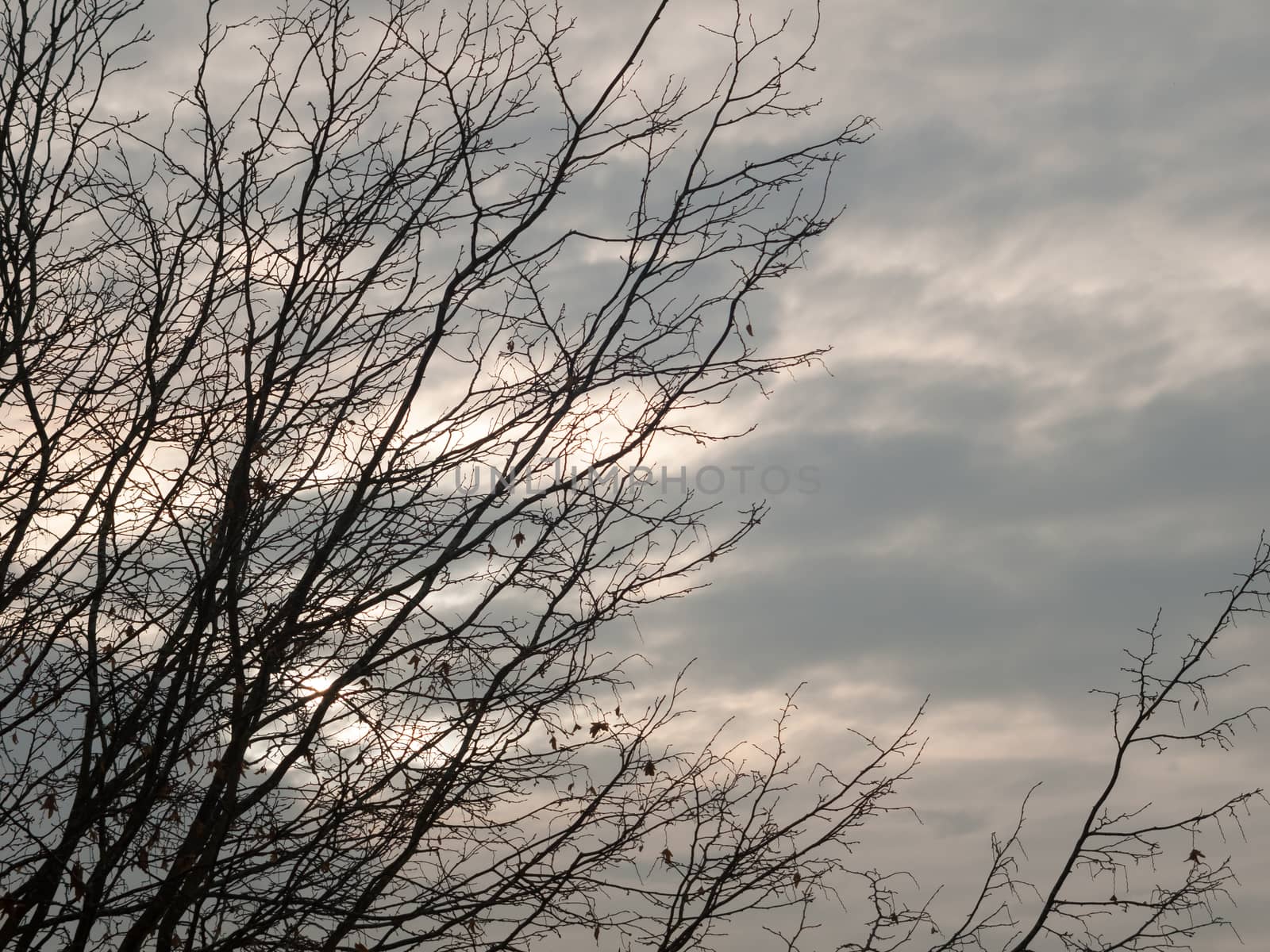 bare branches in autumn overcast sky background; essex; england; uk