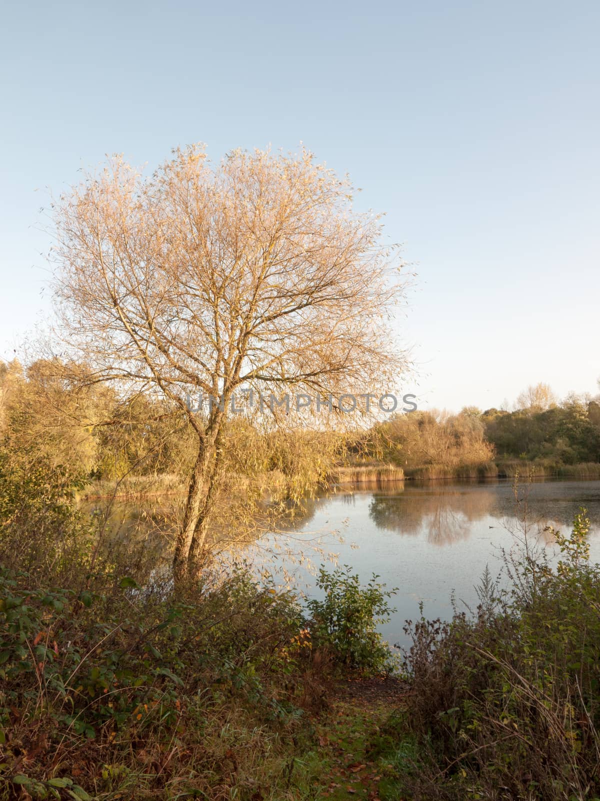 beautiful tree over lake autumn foliage landscape; essex; england; uk