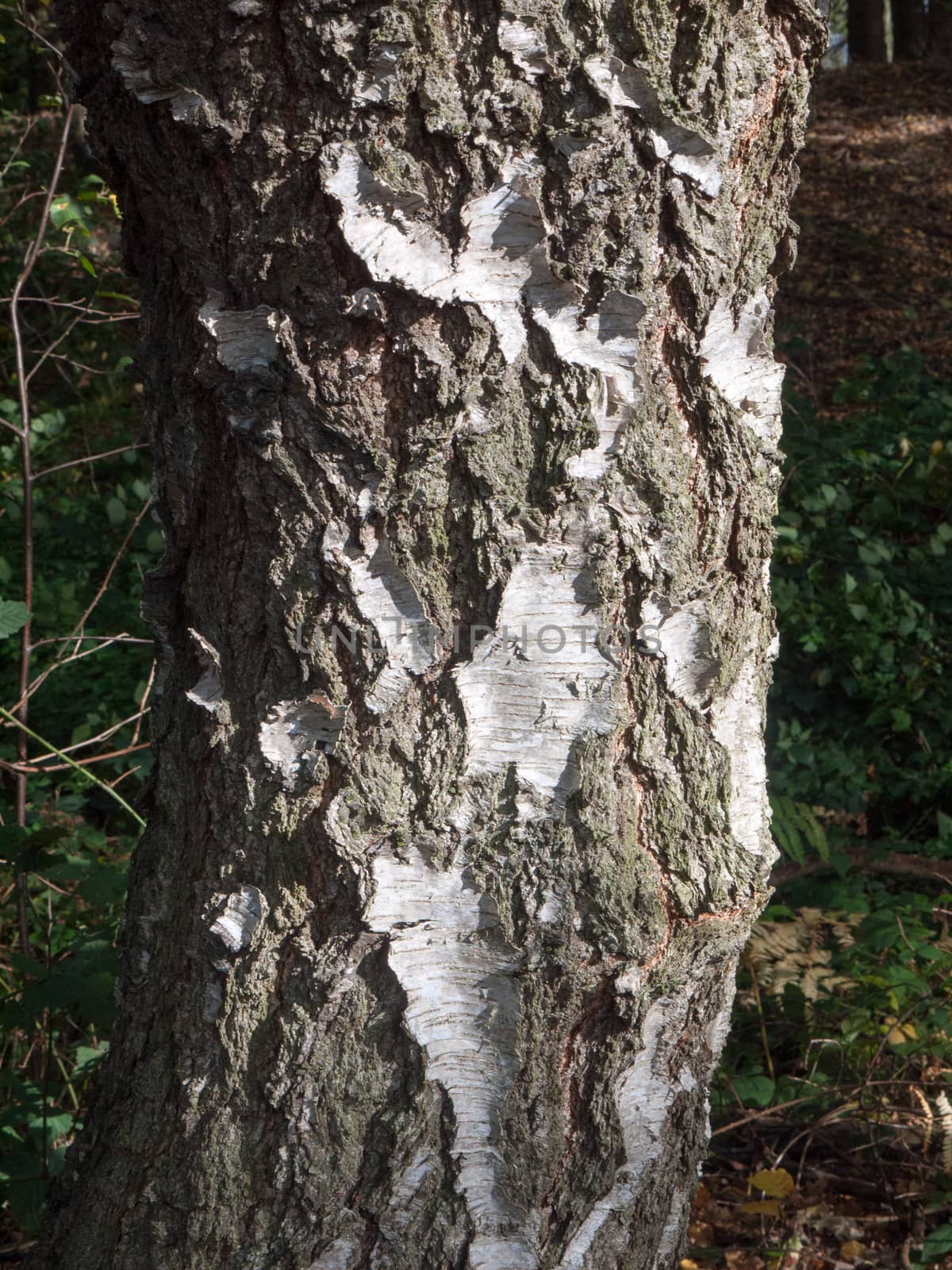 cracked bark tree brown and white texture in light by callumrc