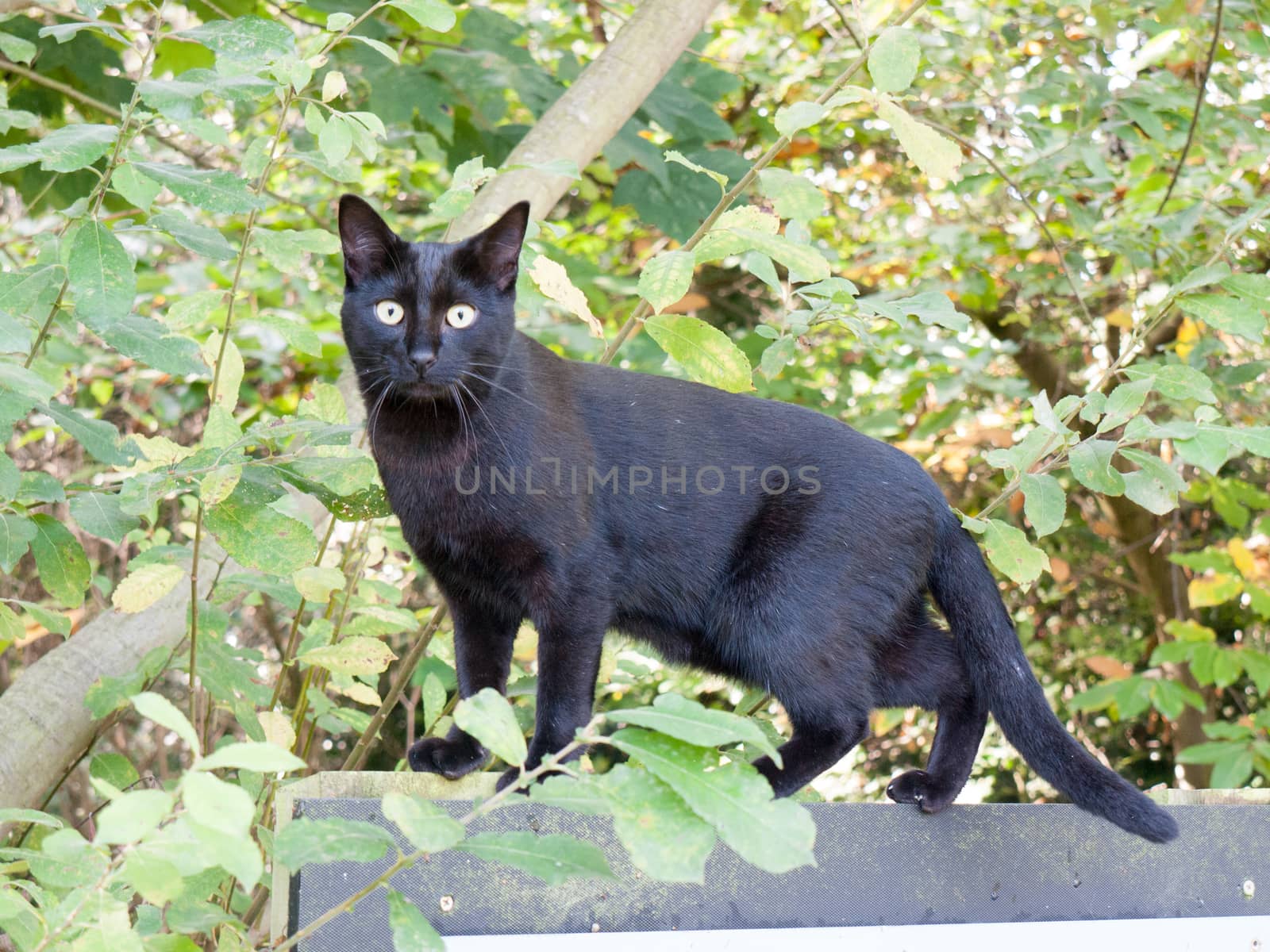 black cat facing camera green eyes cute adorable close up by callumrc