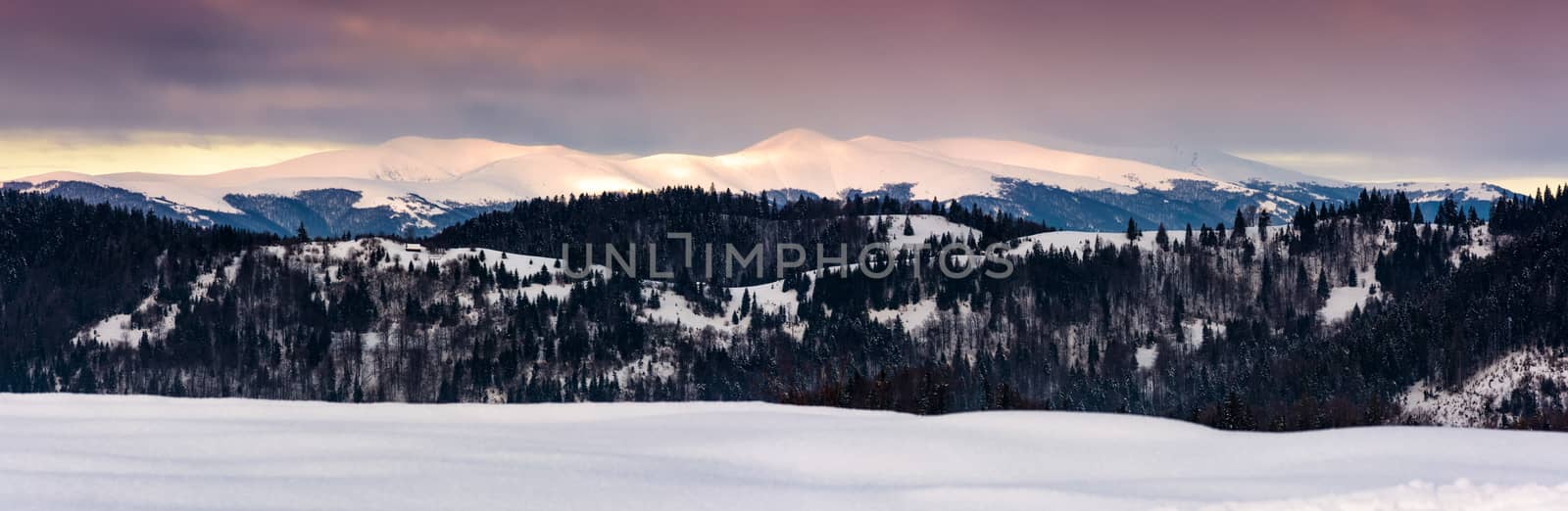panorama of Borzhava mountain ridge in winter by Pellinni