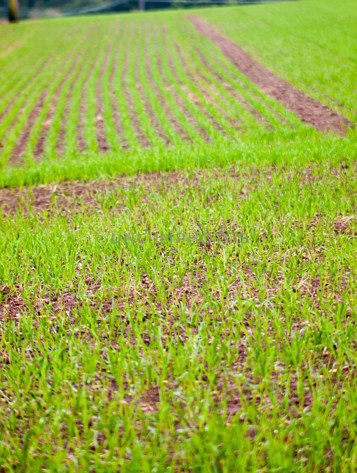farm field green planted texture background landscape; essex; england; uk
