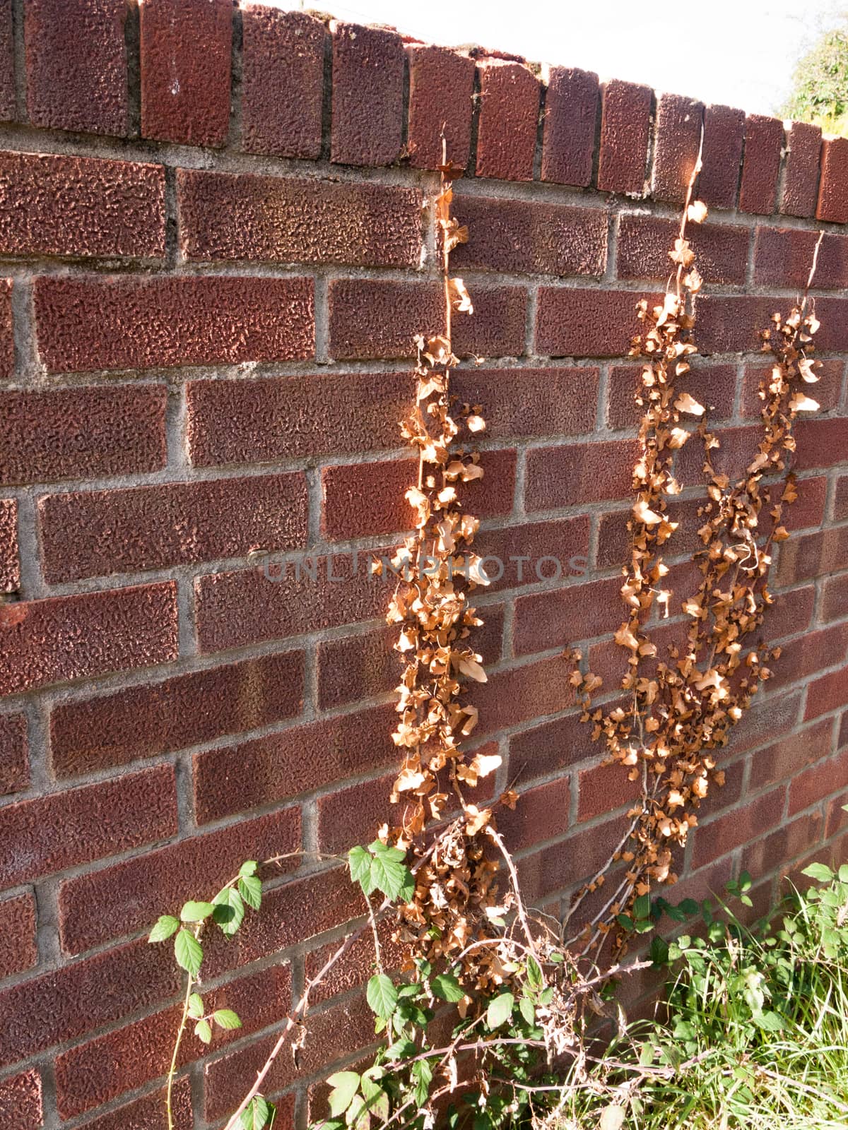 dead brown leaves on red brick wall by callumrc