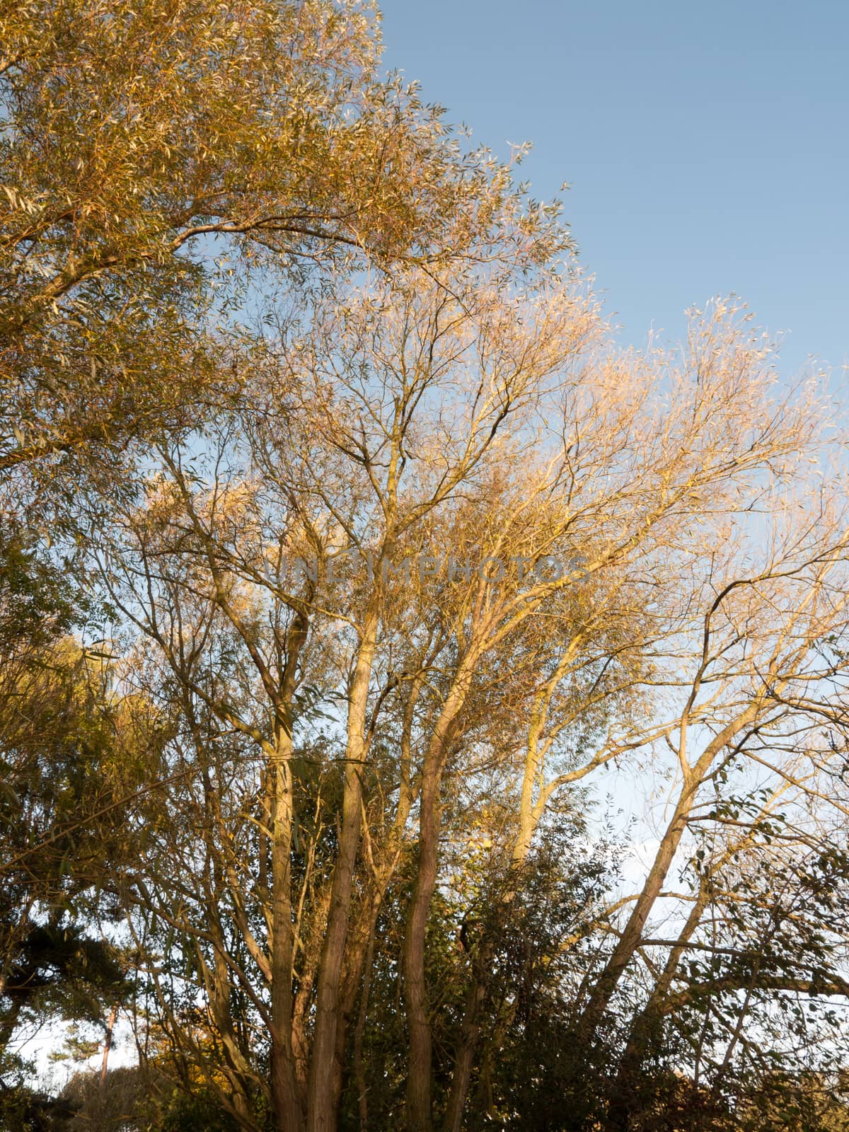 beautiful golden autumn tree tops sky landscape; essex; england; uk
