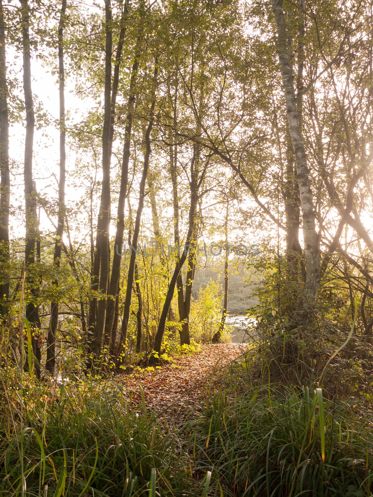 sun shining through autumn trees near lake; essex; england; uk