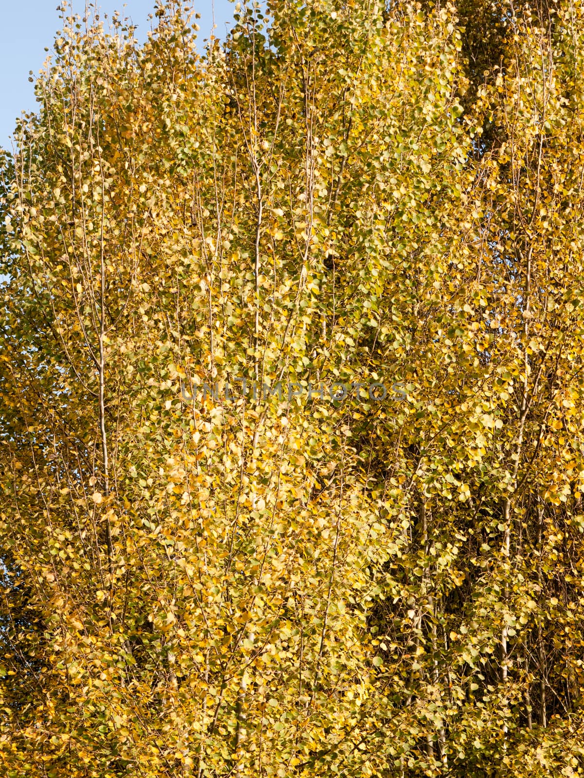 background texture pattern of golden autumn leaves on tree; essex; england; uk