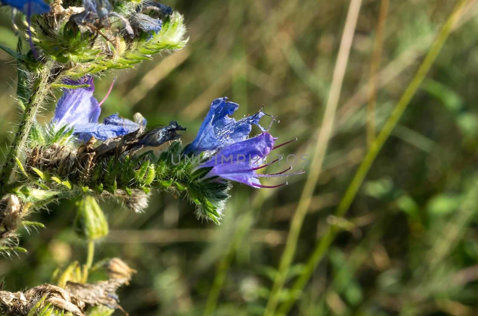 Macro close up of summer wildflowers in a meadow