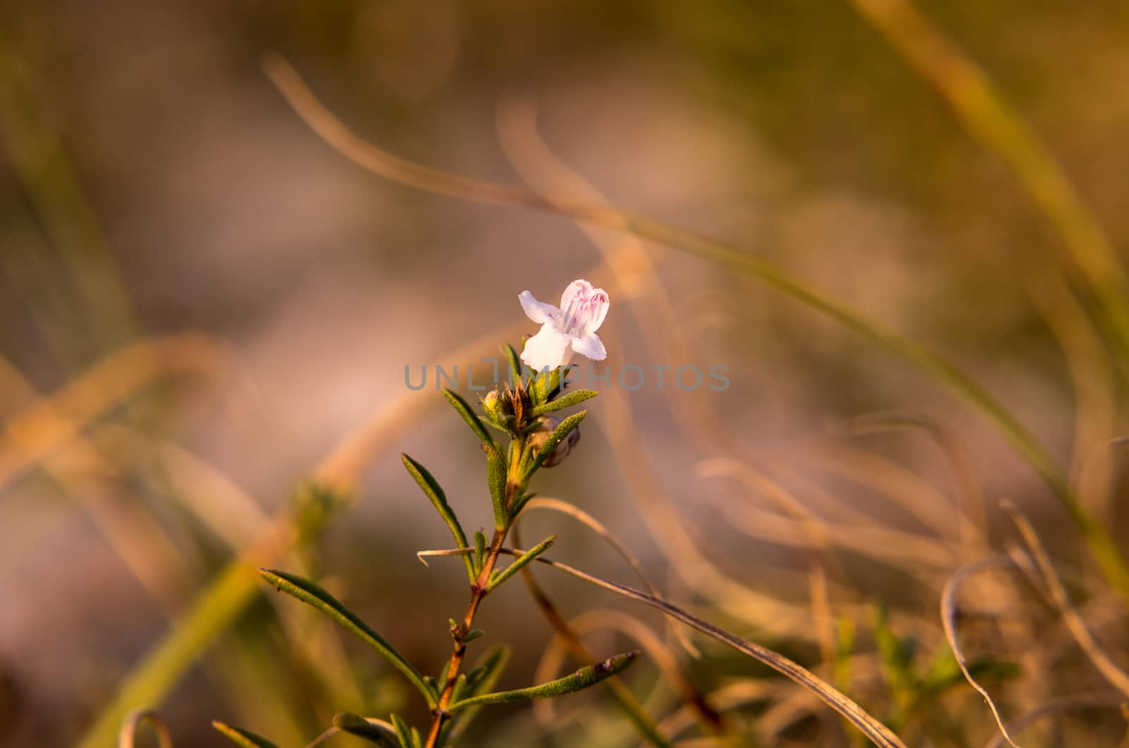 Macro close up of summer wildflowers in a meadow