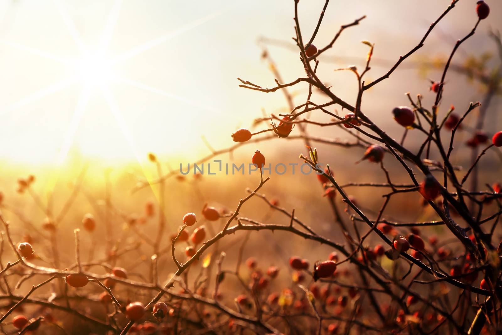 dogrose on background of sunrise at morning