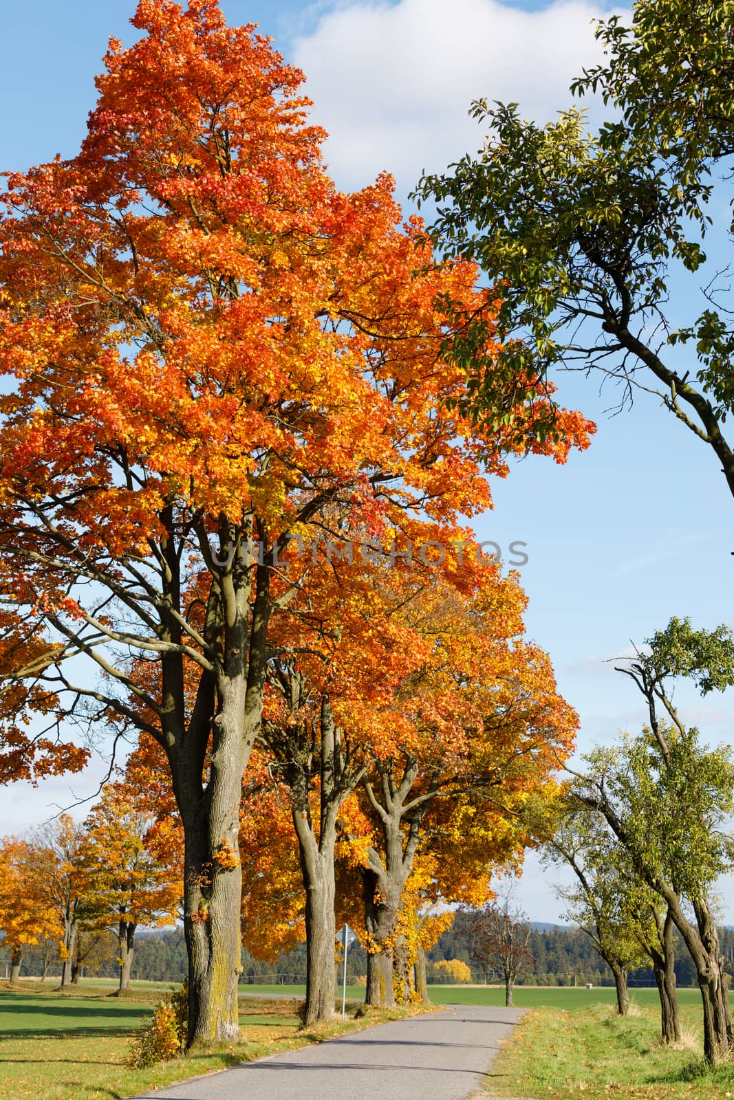 Autumn landscape with fall colored trees and blue sky in sunny day. Countryside road.