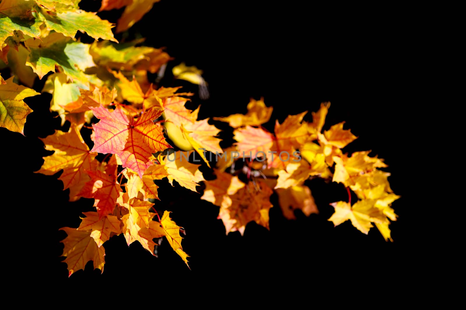 Orange and red autumn leaves against black background. Fall season specific.