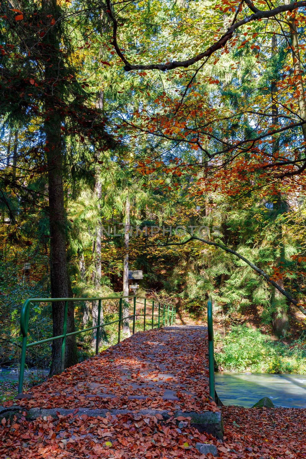 Autumn in park, landscape with fall colored trees and blue sky in sunny day, pathway in forest