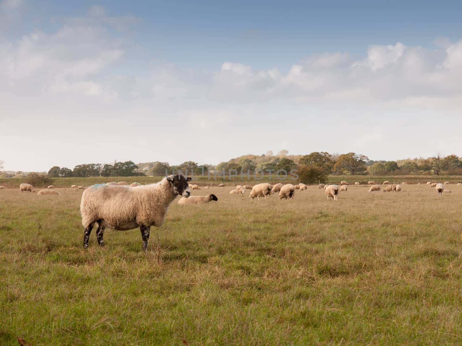 beautiful farm field with sheep grazing on grass summer day one standing up front; essex; england; uk