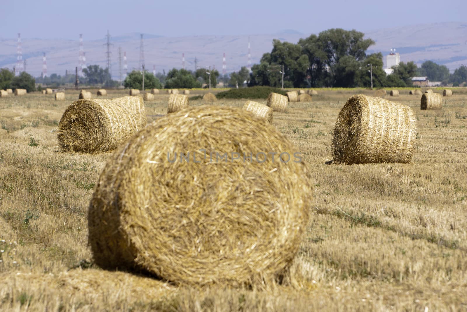 Straw bales on farmland.