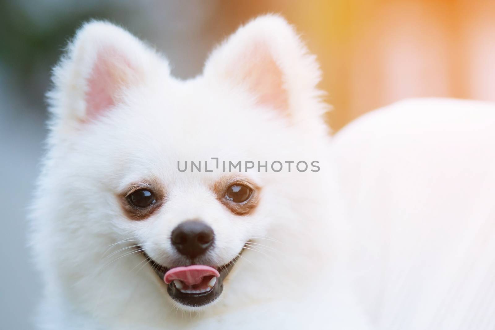Close up of a adorable Pomeranian dog. by boytaro1428@gmail.com