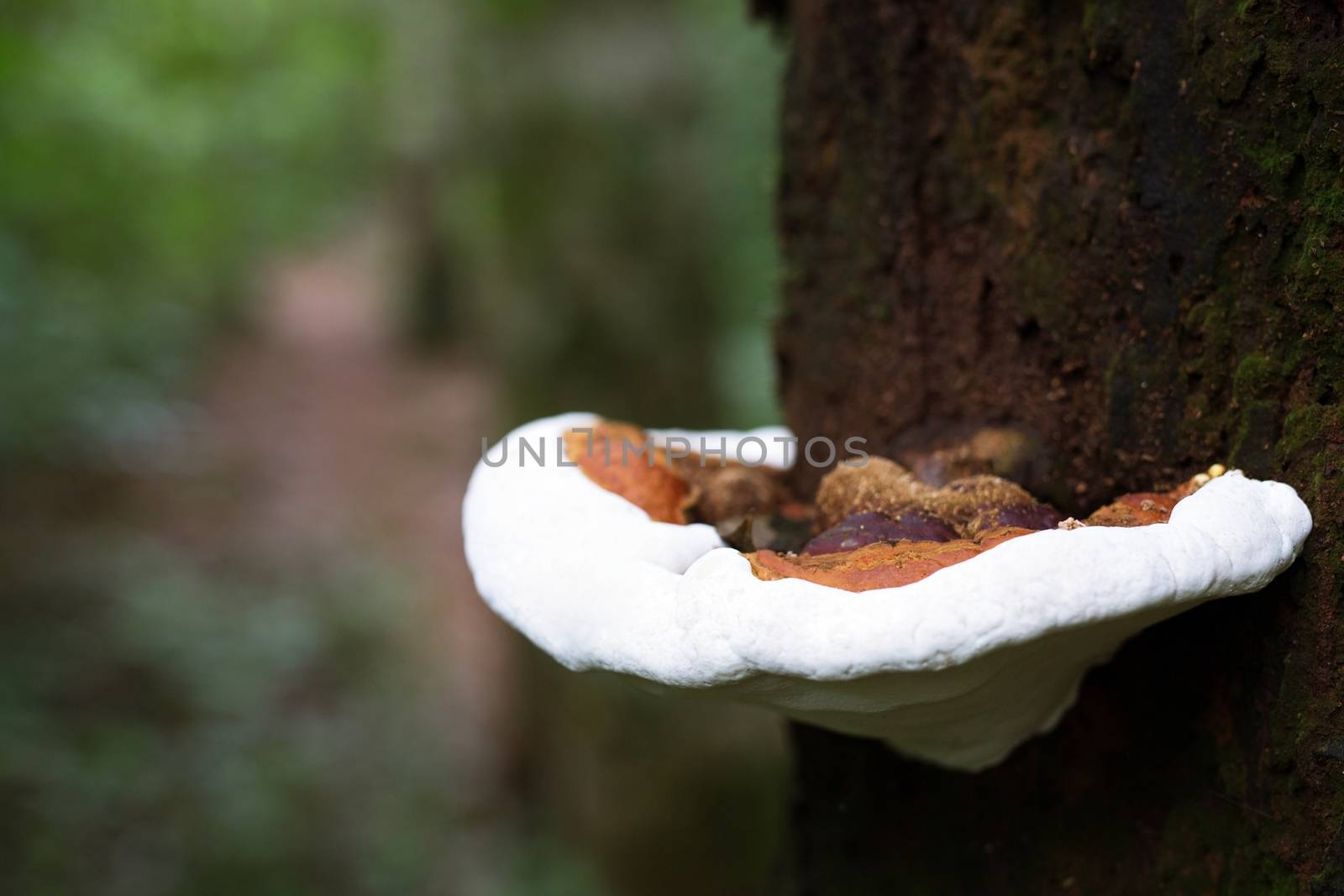 tropical evergreen forest is rich in mushroom grow by the tree naturally occurring.