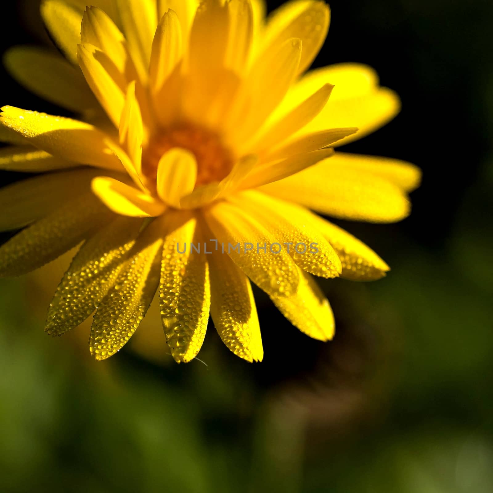 flower of calendula with morning dew drops on the petals, macro, narrow the focus area